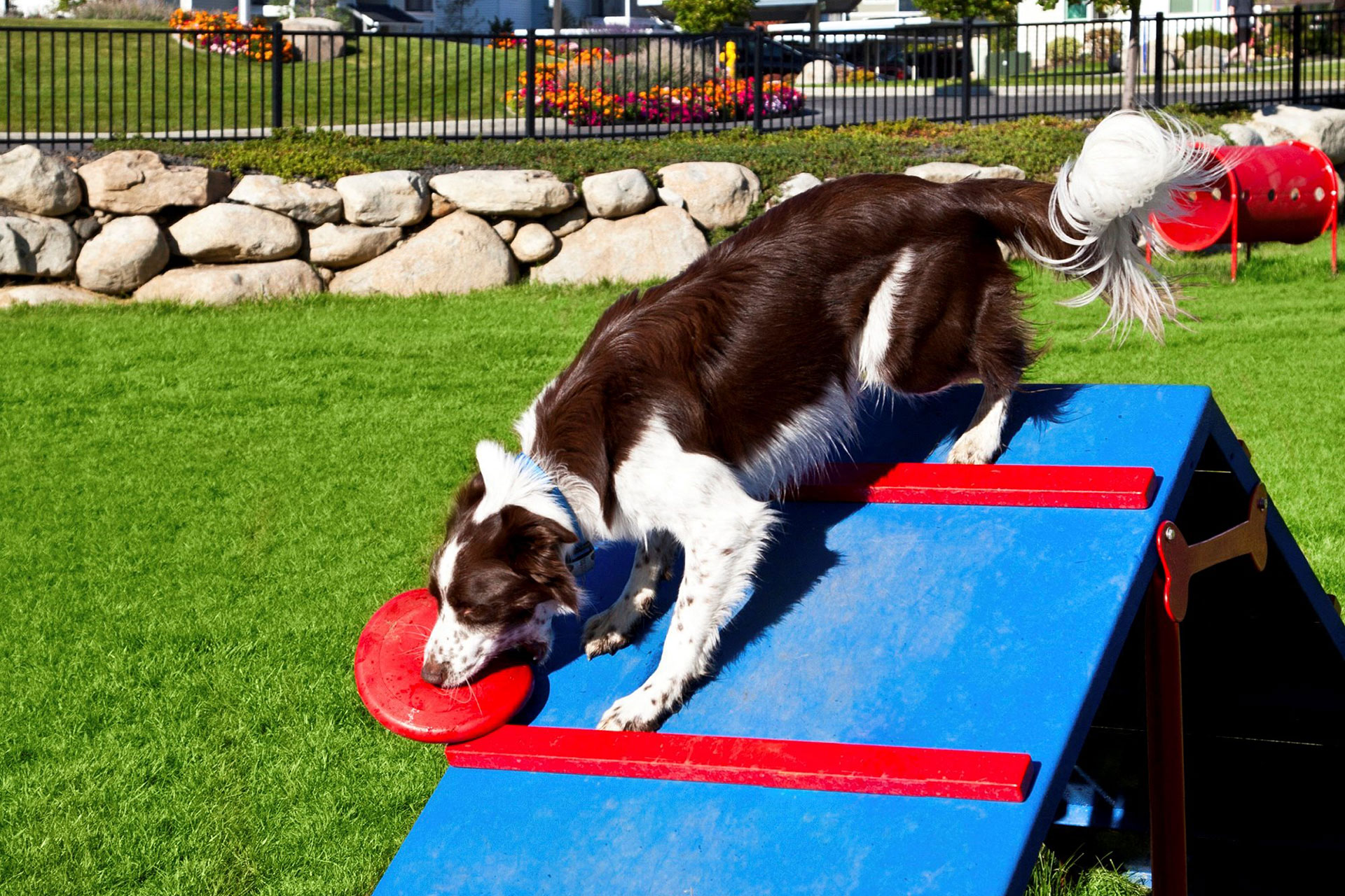 Dog Park